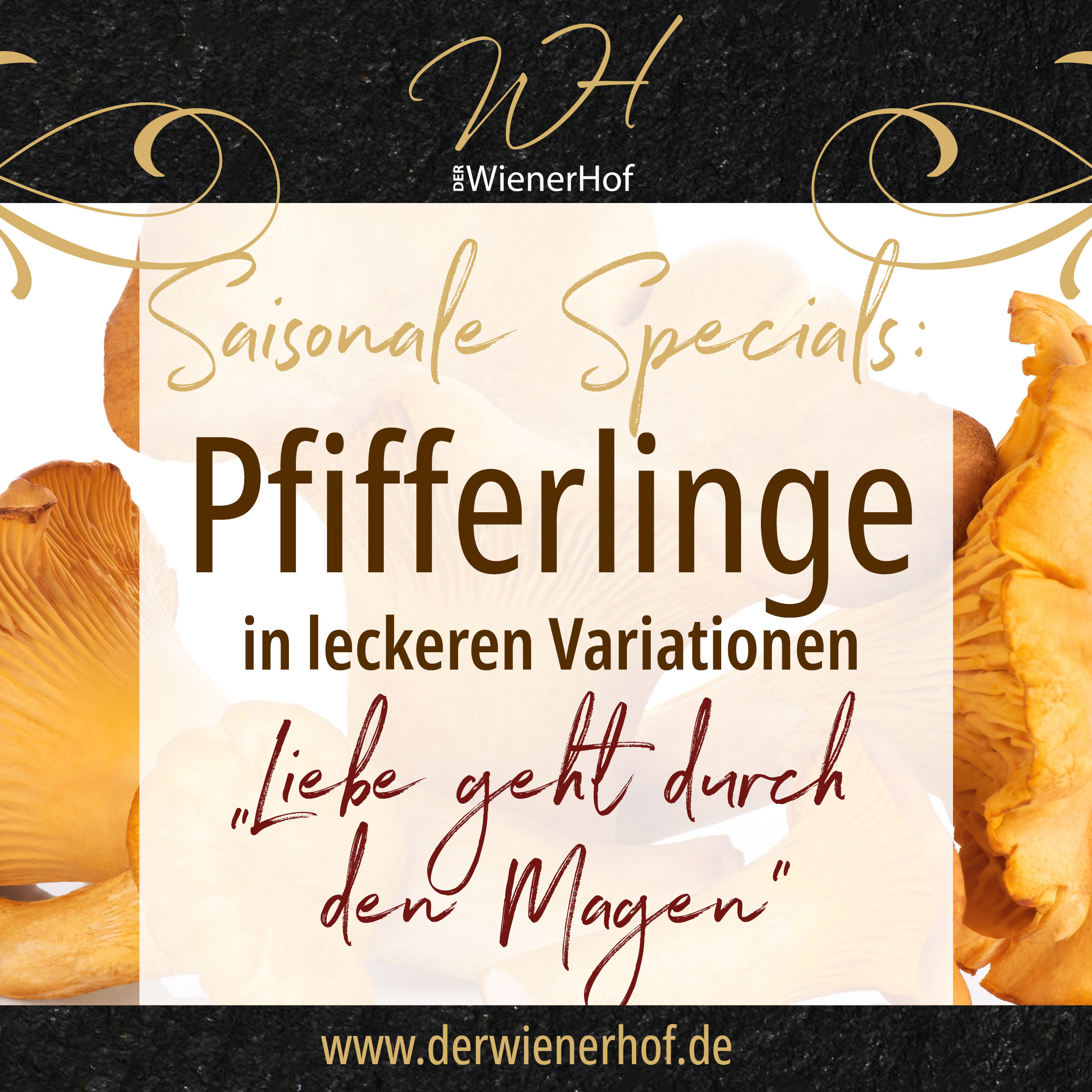 WienerHof_Ankuendigung_Facebook_pfifferlinge_2024_quadrat Spargel: Fotolia 62495729 von ExQuisine
